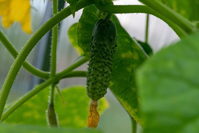 bush cucumbers