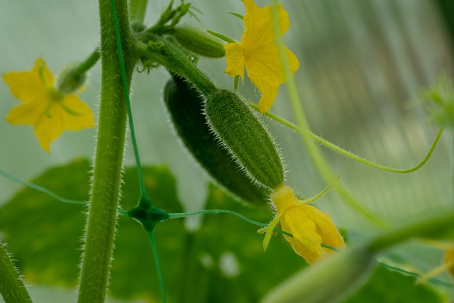 bush cucumbers