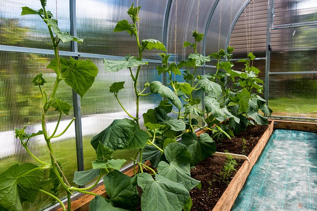 bush cucumbers