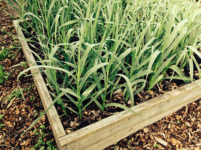 garlic growing stages