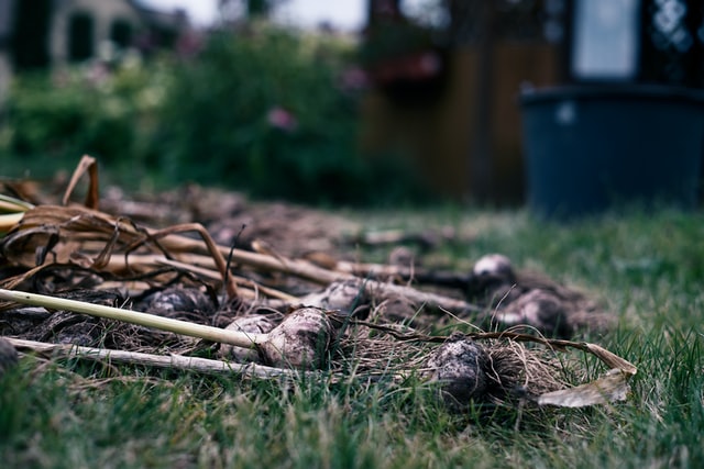 garlic growing stages