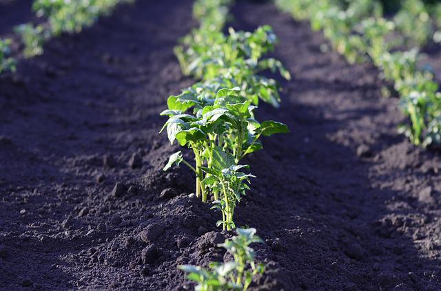 how deep do you plant potatoes