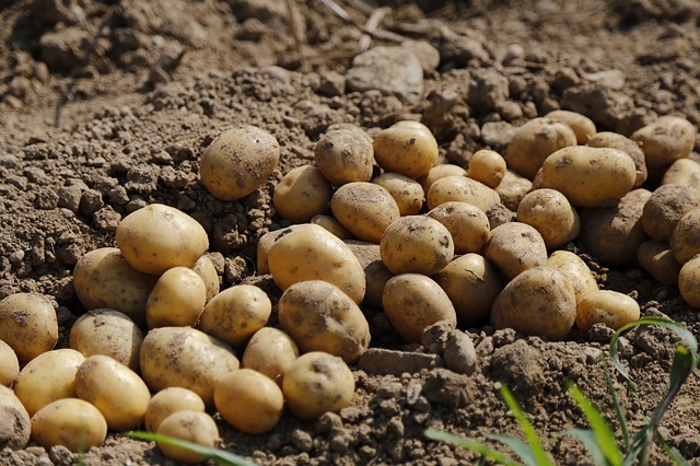 how deep do you plant potatoes