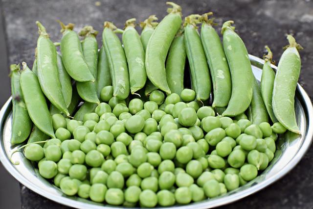 how to grow sugar snap peas