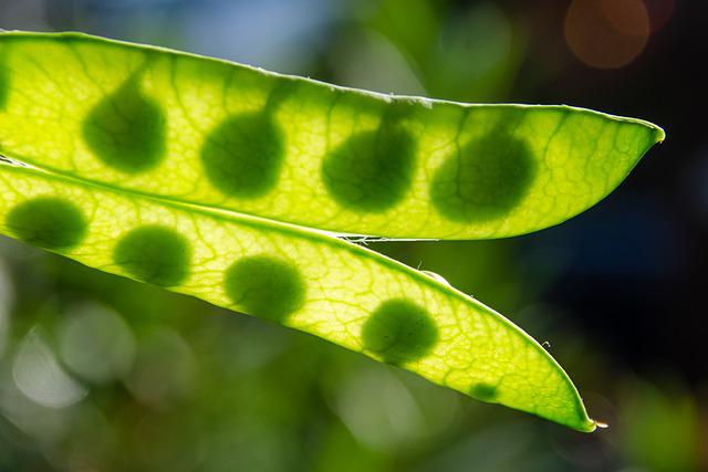 how to grow sugar snap peas