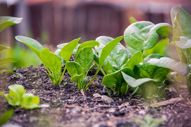 how to harvest spinach