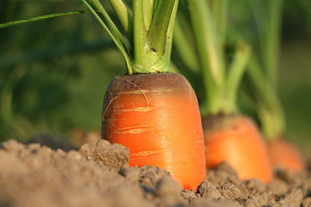 how to know when carrots are ready to harvest