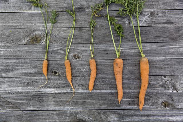 how to know when carrots are ready to harvest