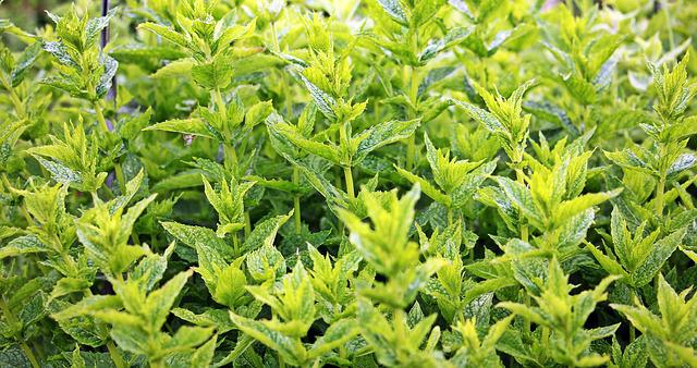 how to propagate mint