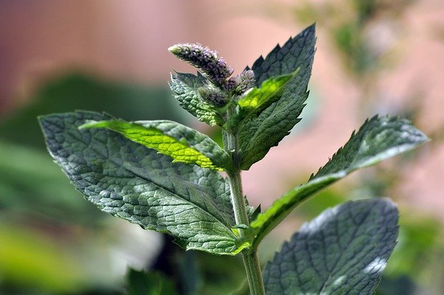 how to propagate mint