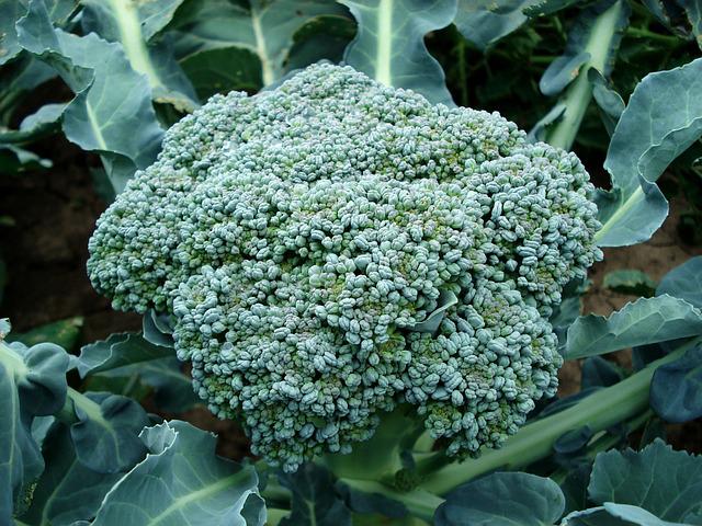 when to harvest broccoli