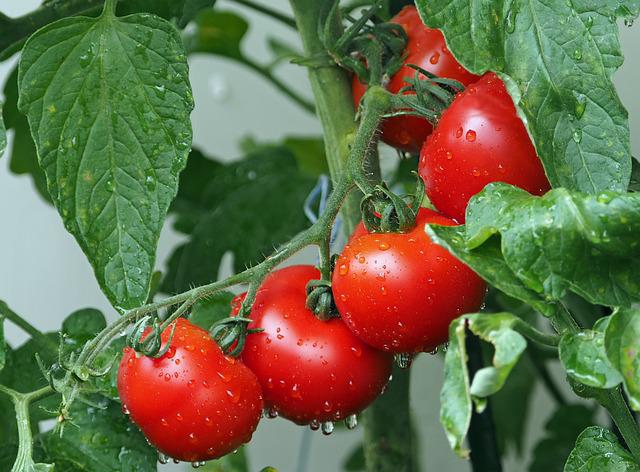 when to harvest tomatoes