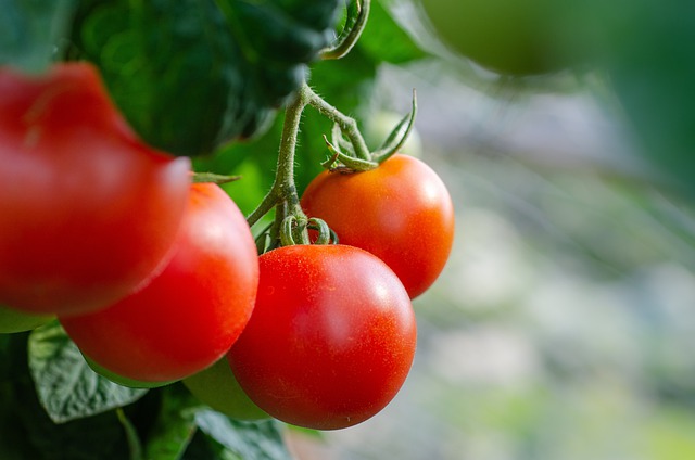 when to harvest tomatoes